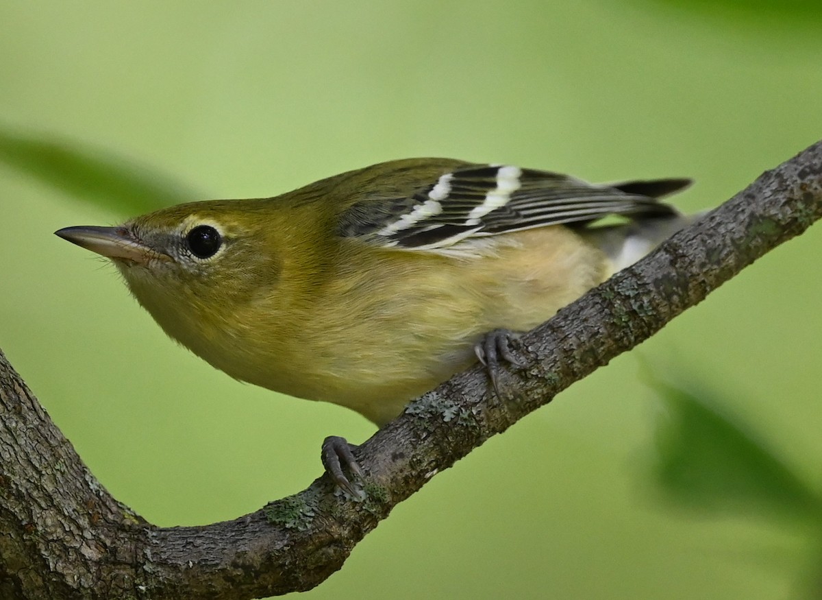 Bay-breasted Warbler - ML480961901