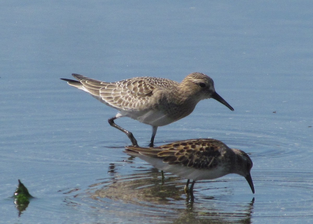 Baird's Sandpiper - ML480962551