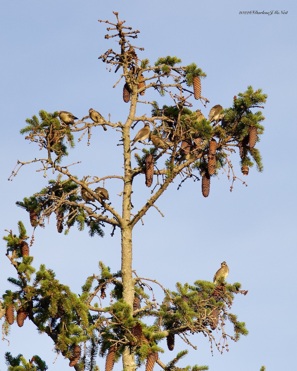 Cedar Waxwing - ML480965401