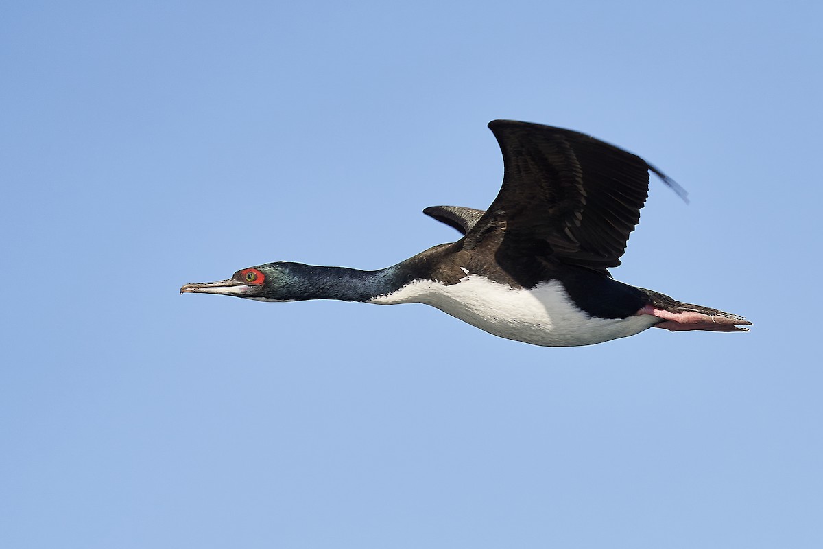 Guanay Cormorant - ML480965631