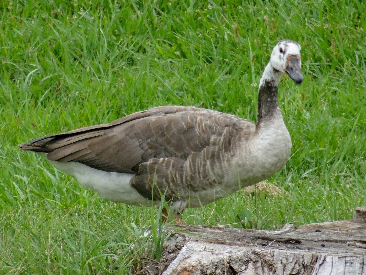 Swan Goose x Canada Goose (hybrid) - John Tollefson