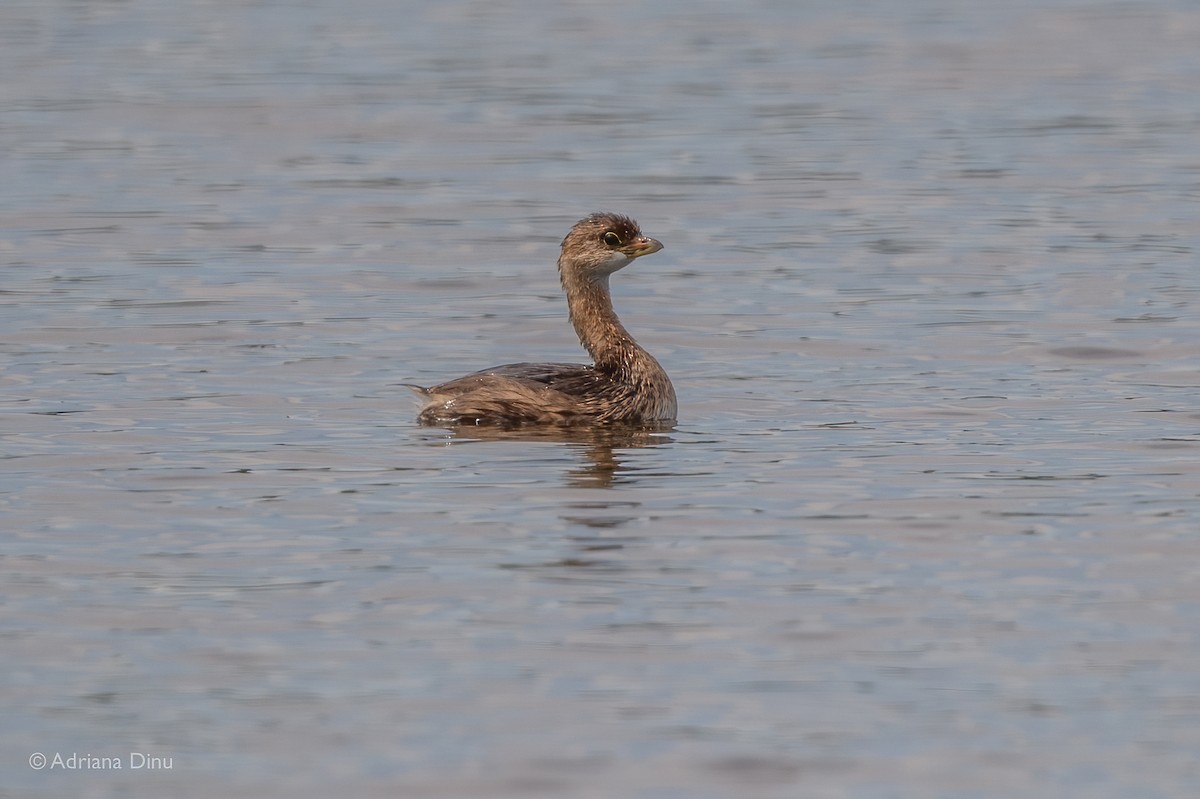 Pied-billed Grebe - ML480972611