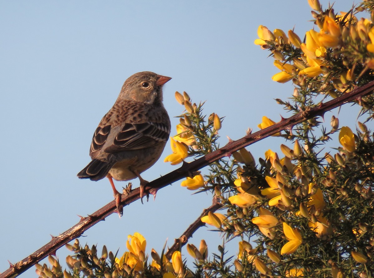 Mourning Sierra Finch - ML480973191