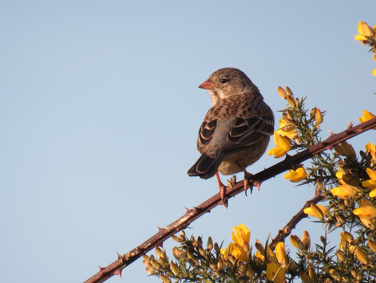 Mourning Sierra Finch - ML480973201