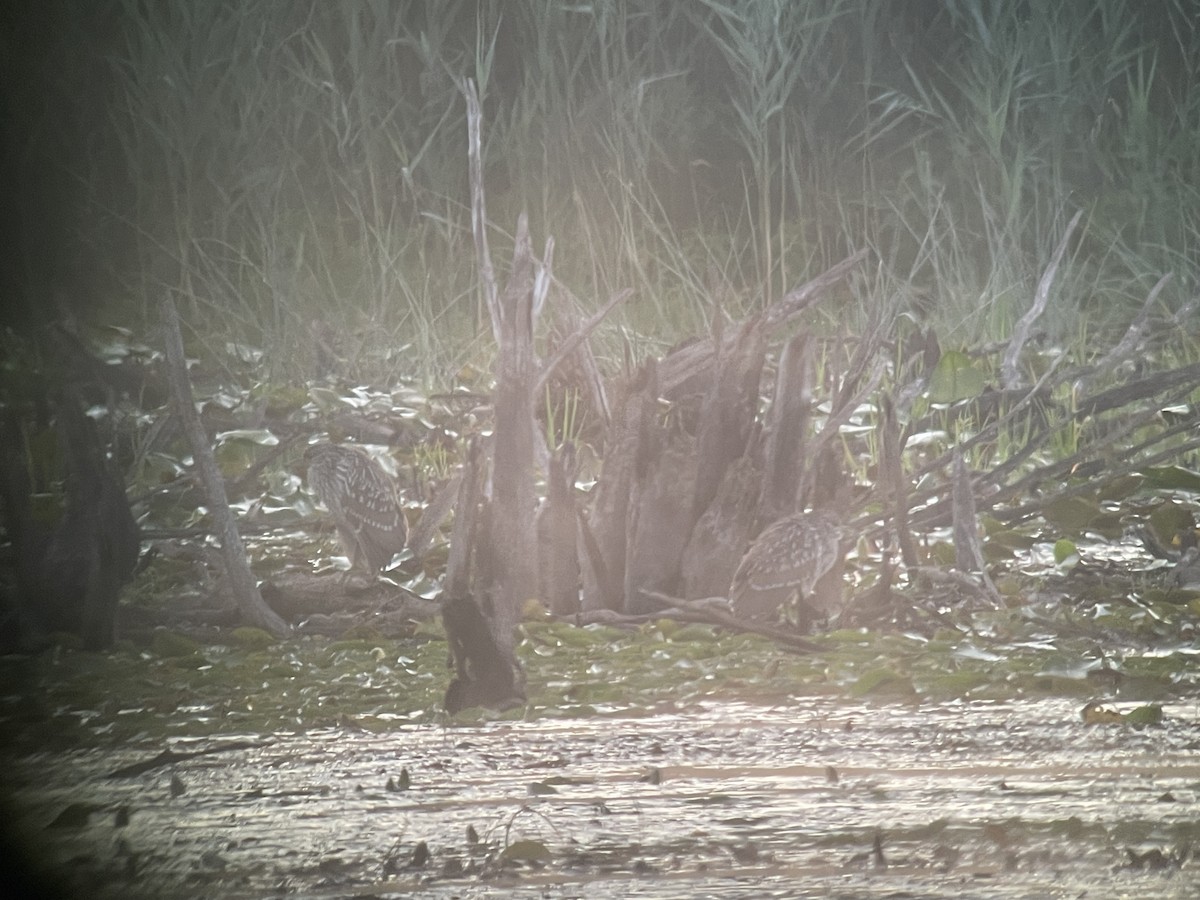 Black-crowned Night Heron - ML480973281