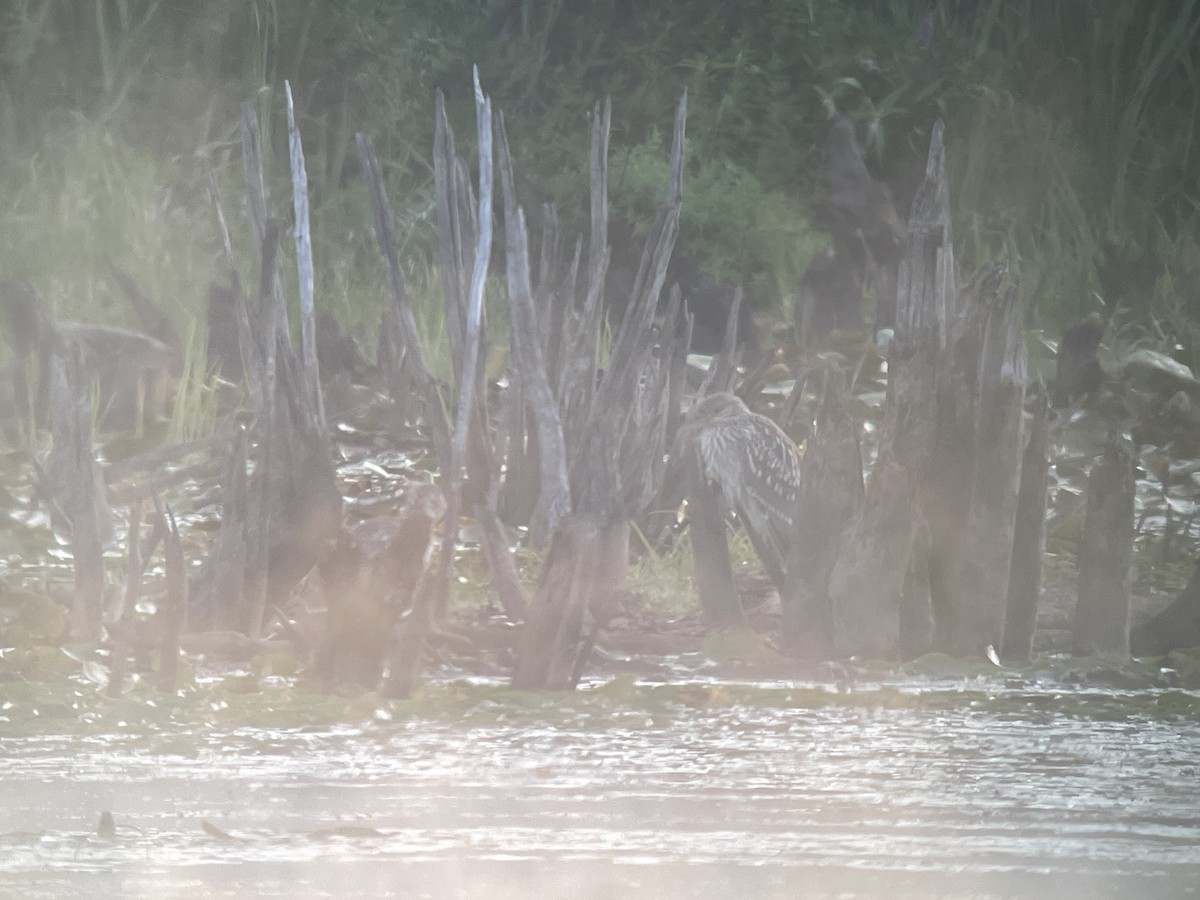 Black-crowned Night Heron - ML480973311