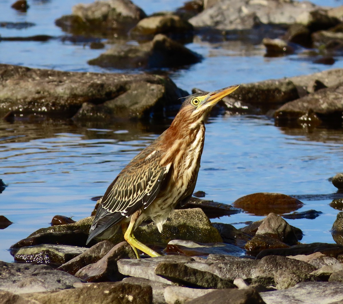 Green Heron - ML480973381