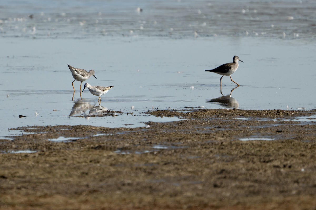 Wilson's Phalarope - ML480973981