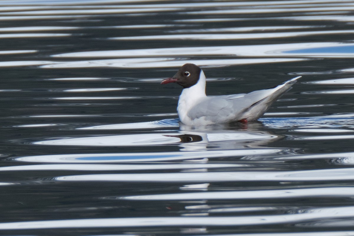 Brown-hooded Gull - Renato Banzai