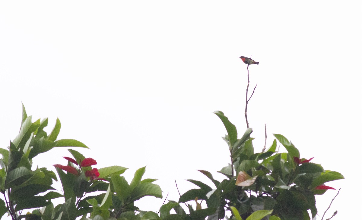 Pink-breasted Flowerpecker - ML480975971