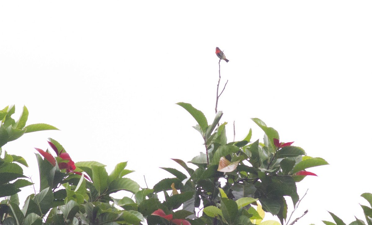 Pink-breasted Flowerpecker - ML480975981