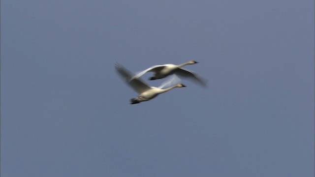 Tundra Swan (Whistling) - ML480976