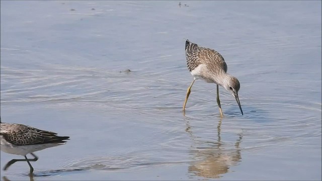 Stilt Sandpiper - ML480977361