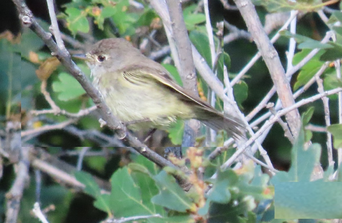 Western Flycatcher (Cordilleran) - ML480977461