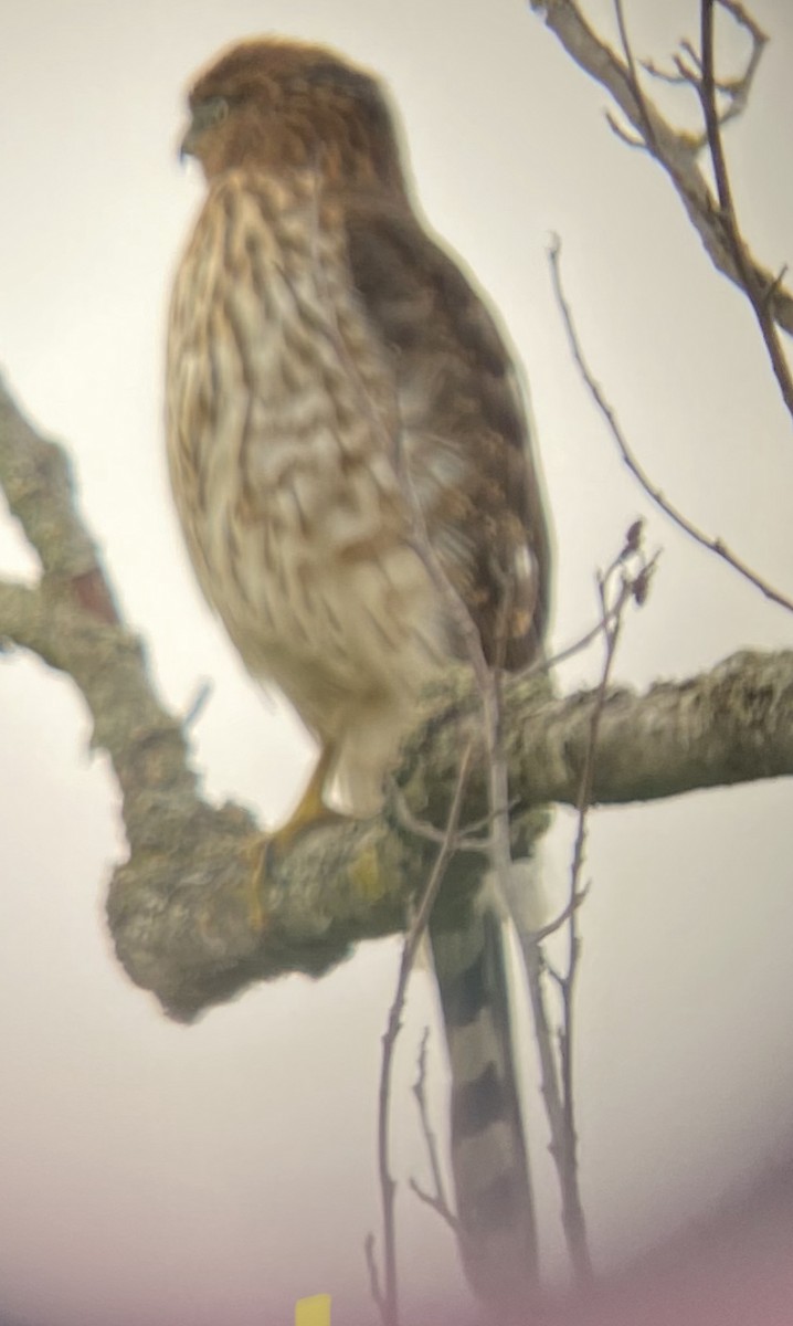 Cooper's Hawk - ML480977641