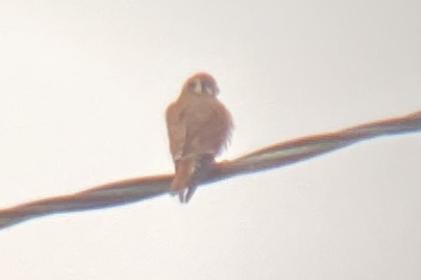 American Kestrel - ML480977681