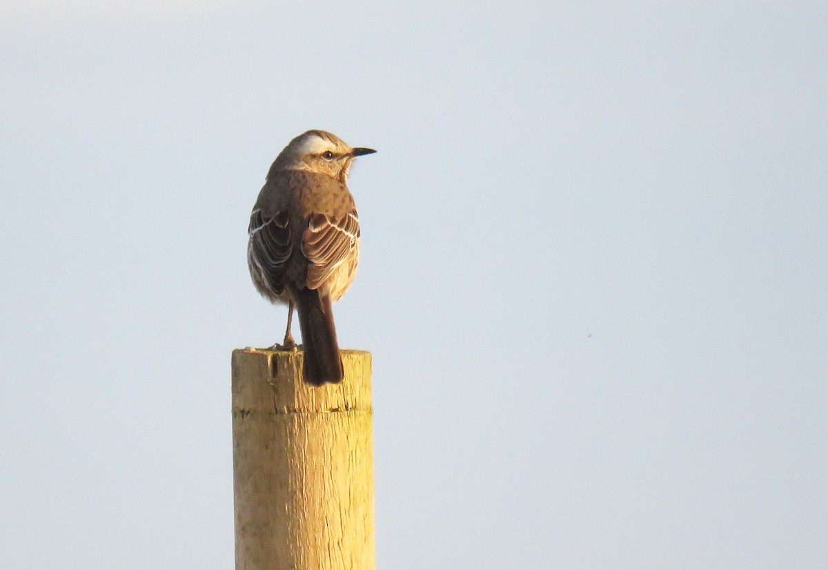 Chilean Mockingbird - ML480977961