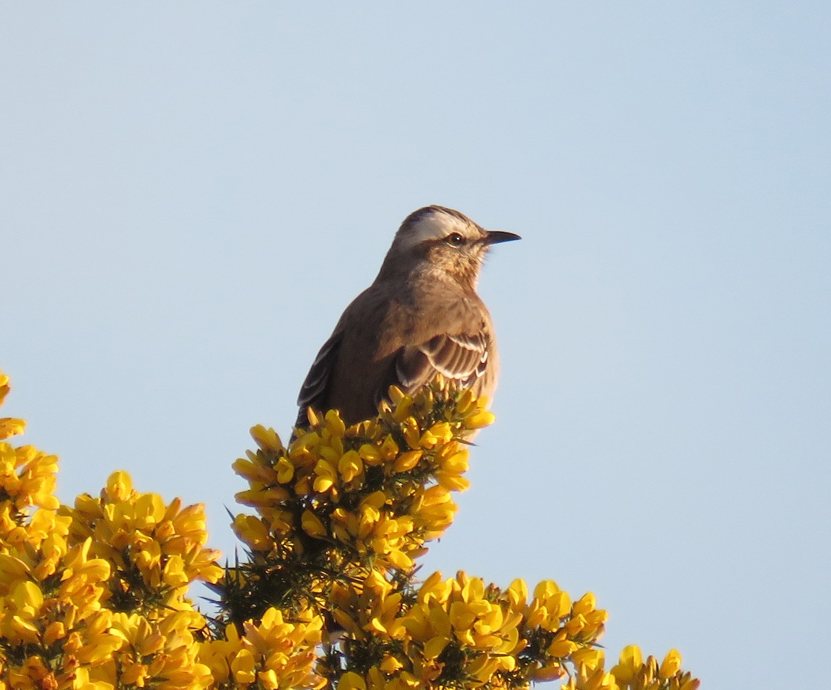 Chilean Mockingbird - ML480977981