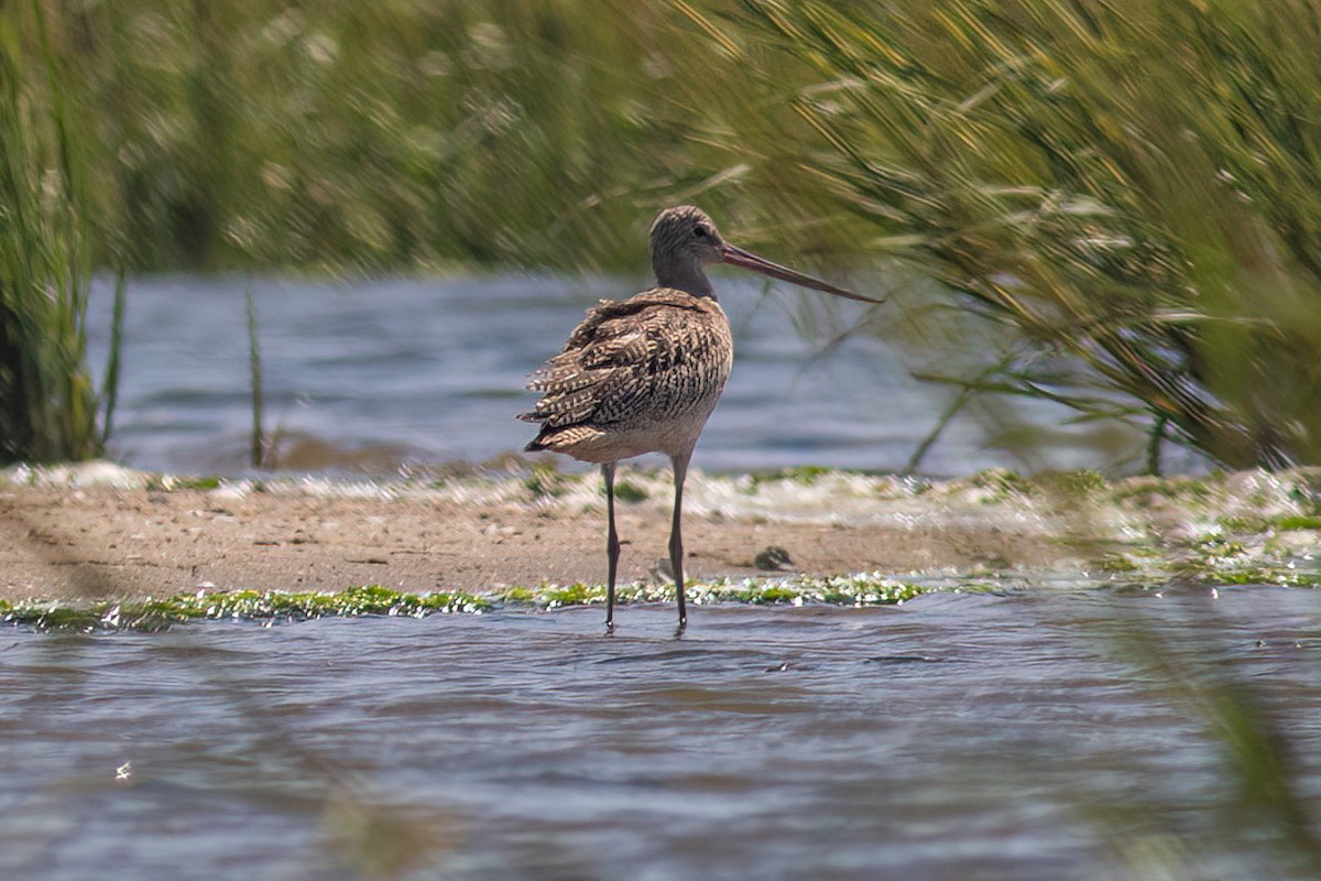 Marbled Godwit - ML480980601