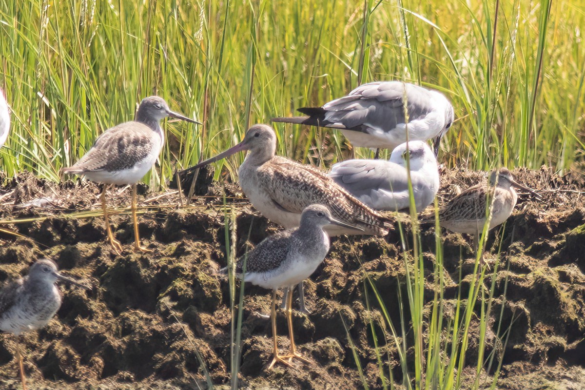 Marbled Godwit - ML480980621