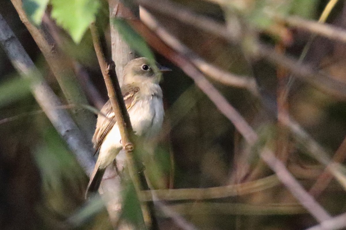 Eastern Wood-Pewee - ML480981271