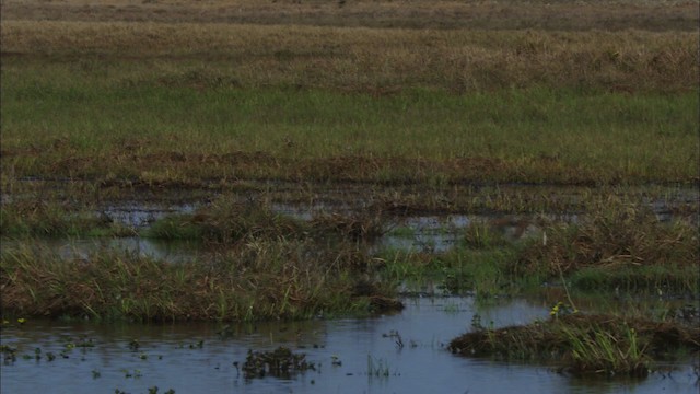 Long-billed Dowitcher - ML480982