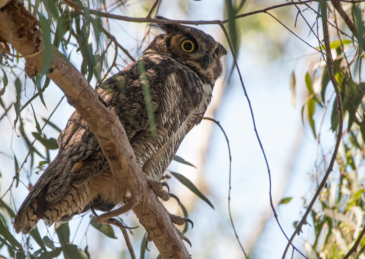 Great Horned Owl - ML480982441