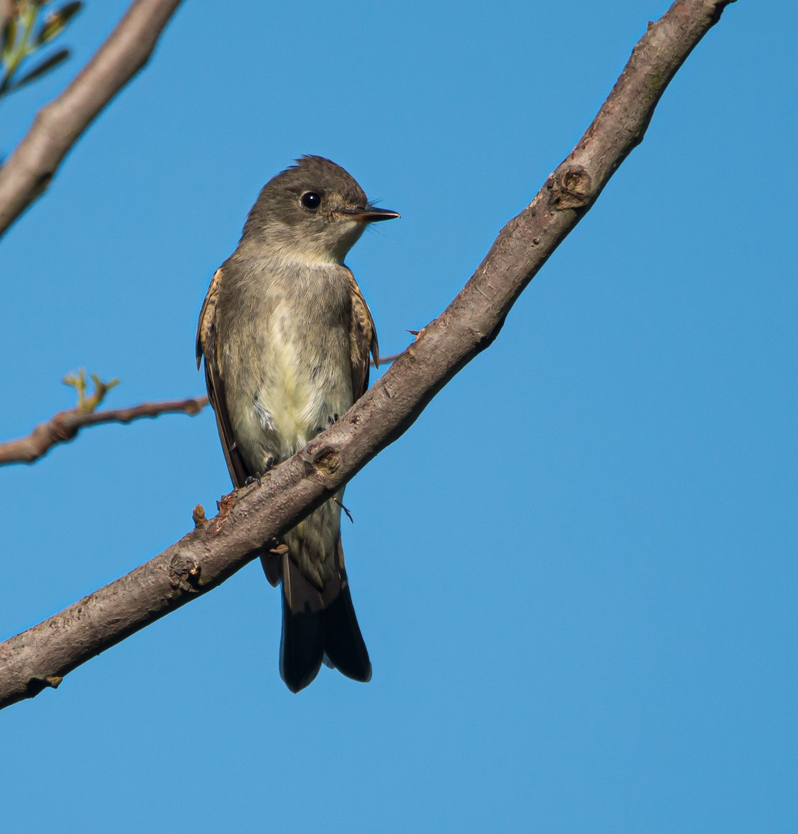 Western Wood-Pewee - Braxton Landsman