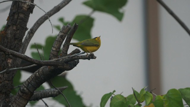 Wilson's Warbler - ML480983871