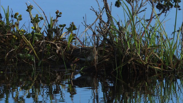 Semipalmated Sandpiper - ML480985