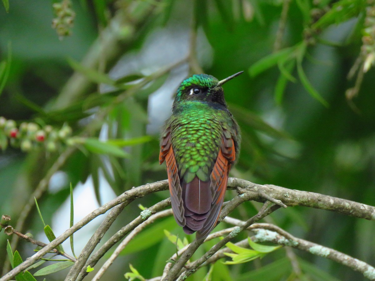 Garnet-throated Hummingbird - ML480986741