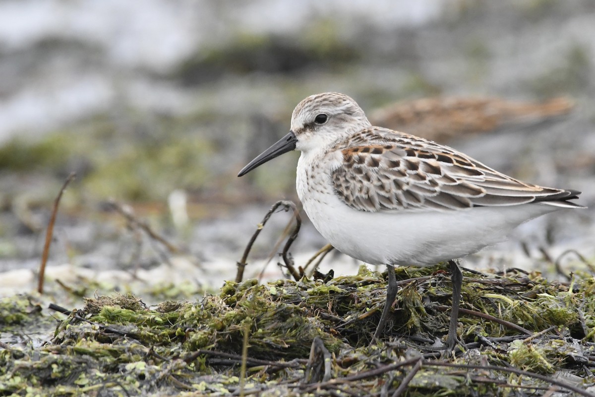 Western Sandpiper - Troy Shively