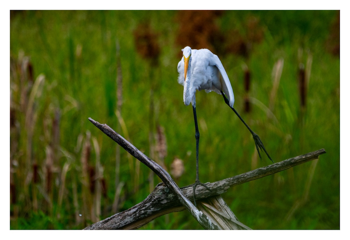 Great Egret - Zane Fish