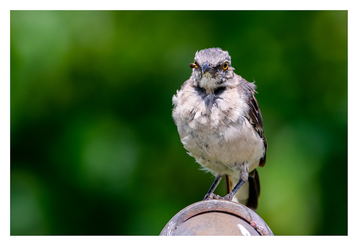 Northern Mockingbird - ML480987121
