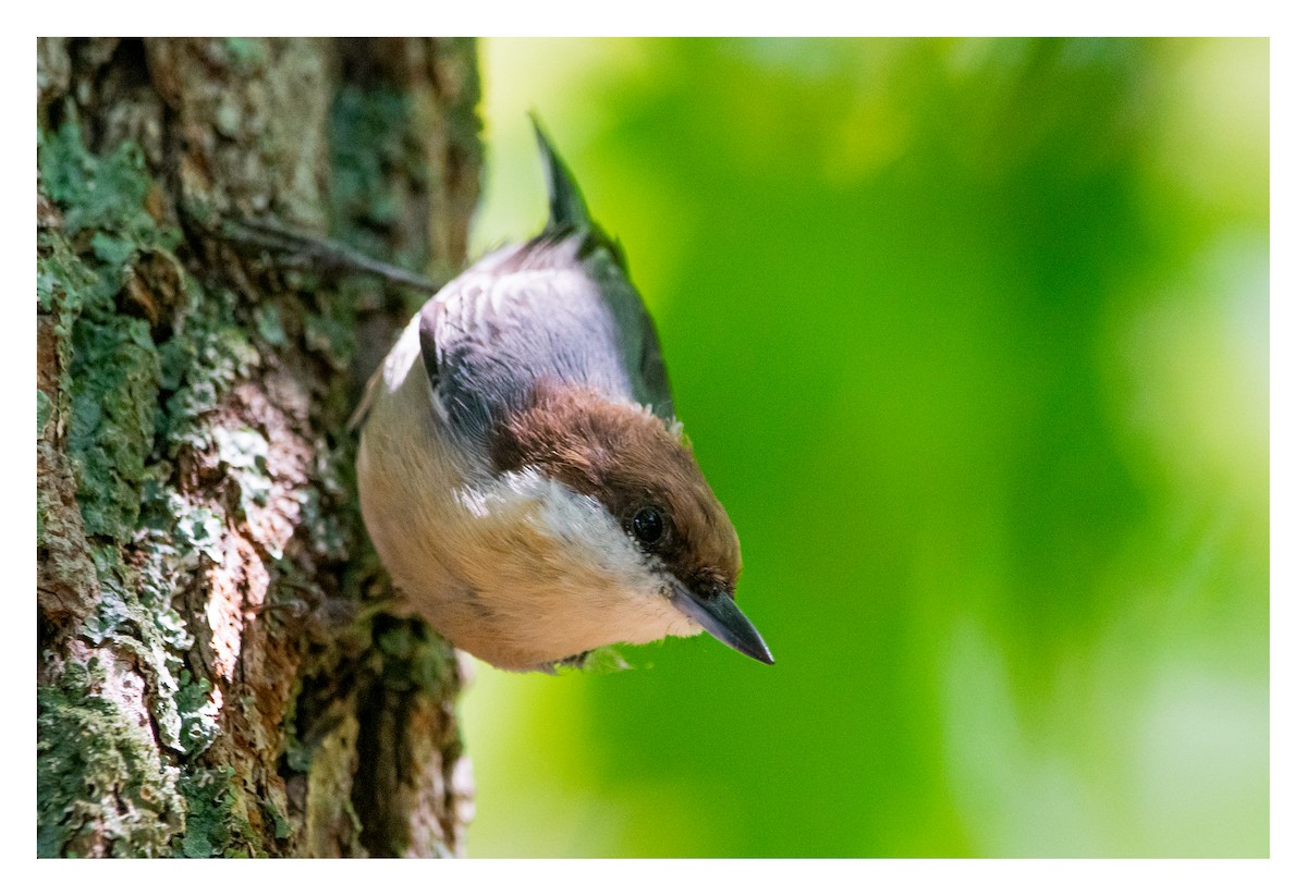 Brown-headed Nuthatch - Zane Fish