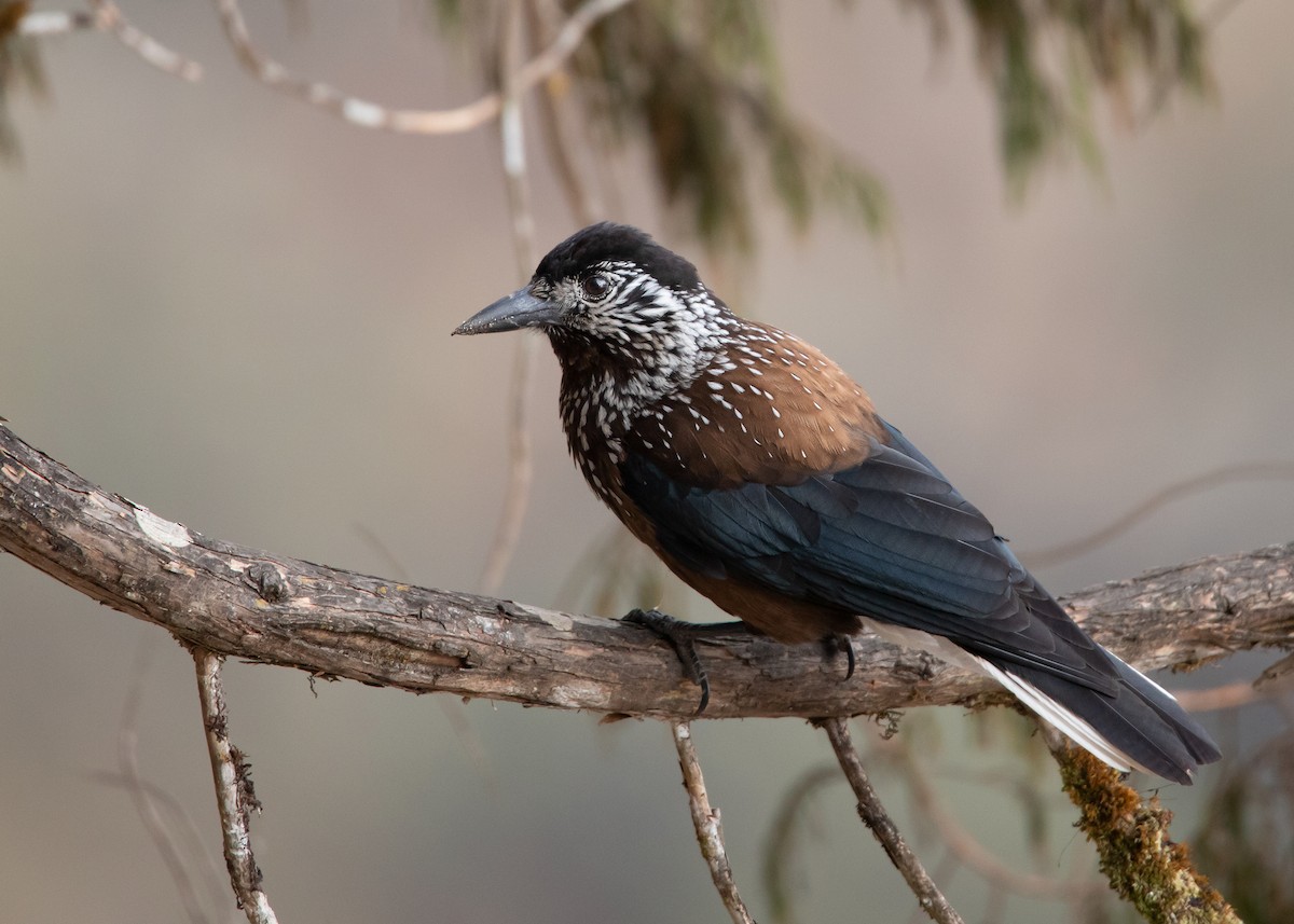 Southern Nutcracker - Ayuwat Jearwattanakanok