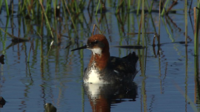 Red-necked Phalarope - ML480988