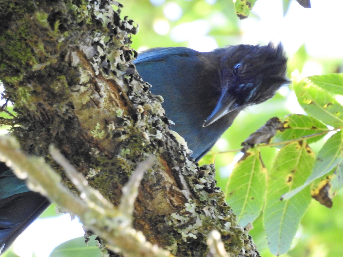 Steller's Jay - ML480988781