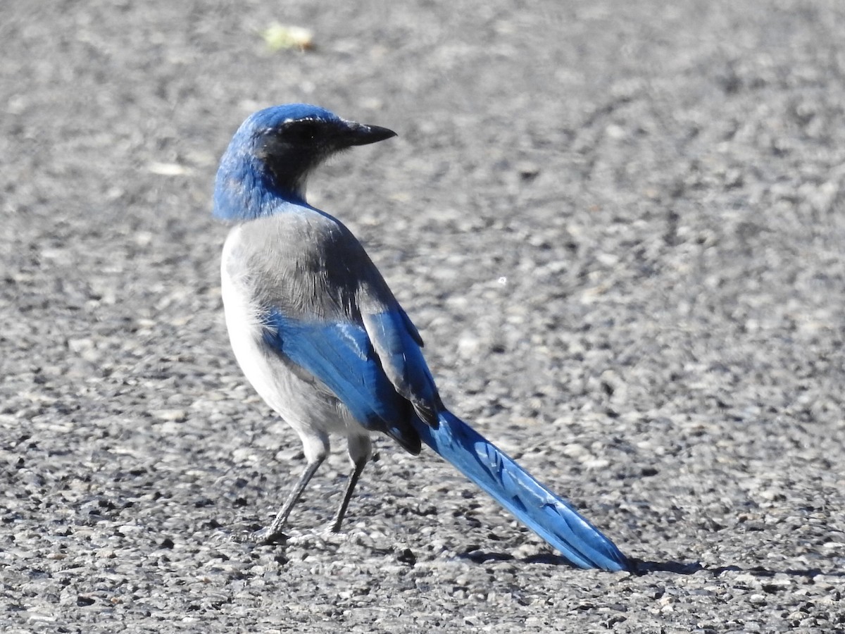 California Scrub-Jay - ML480988791