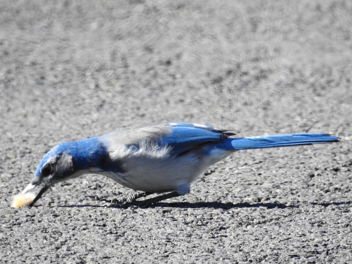California Scrub-Jay - ML480988801