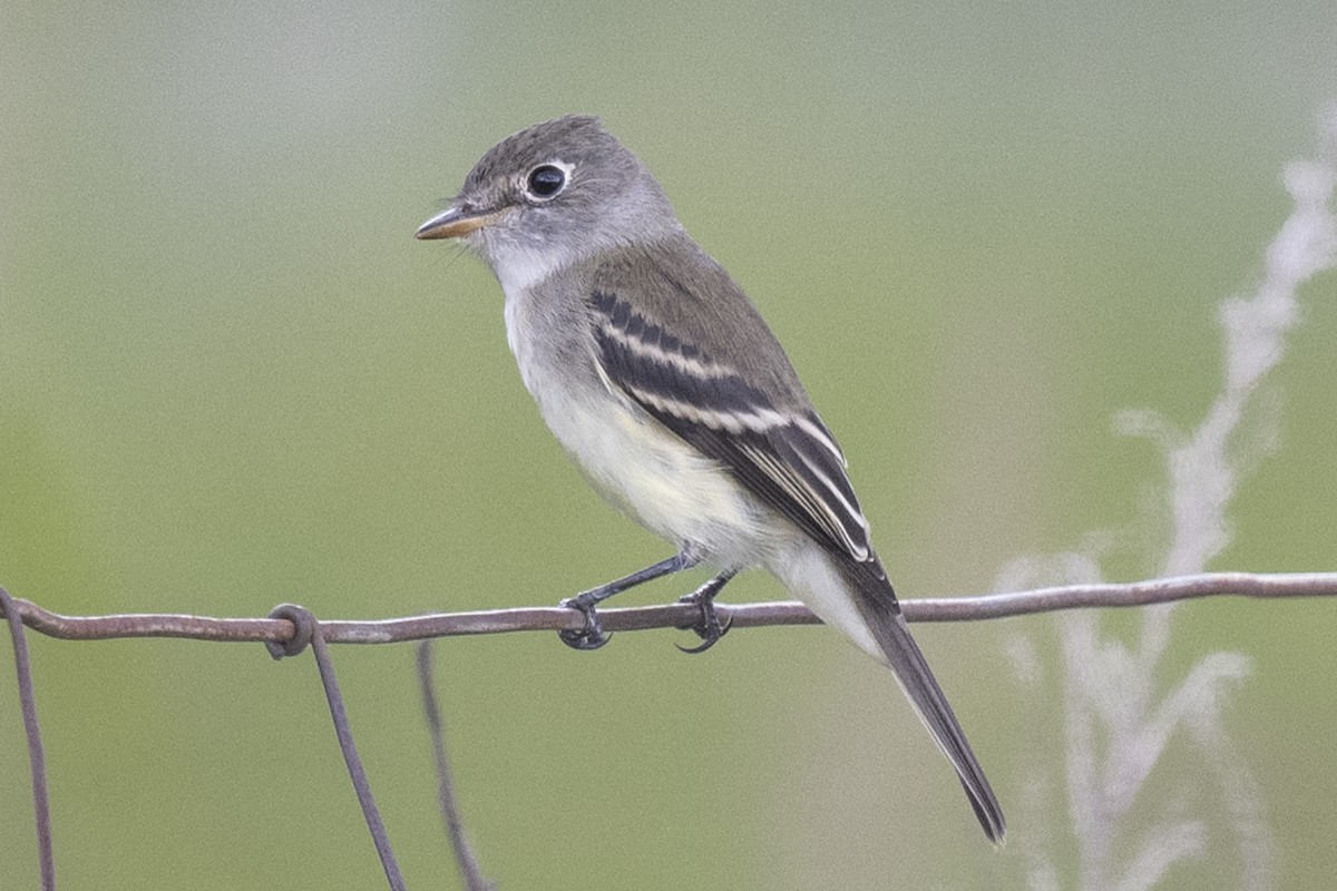 tyranovec malinký - ML480988861