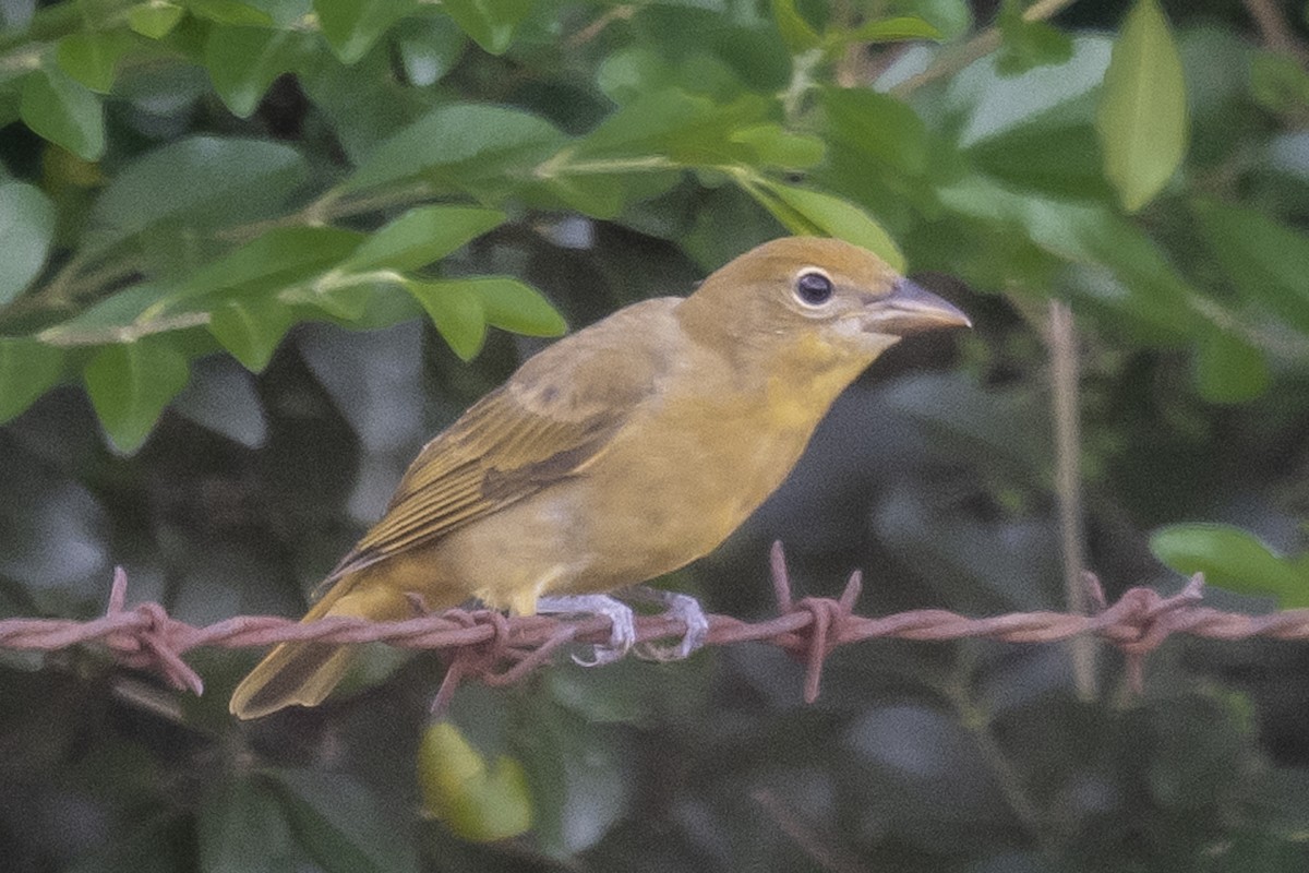 Summer Tanager - ML480989121