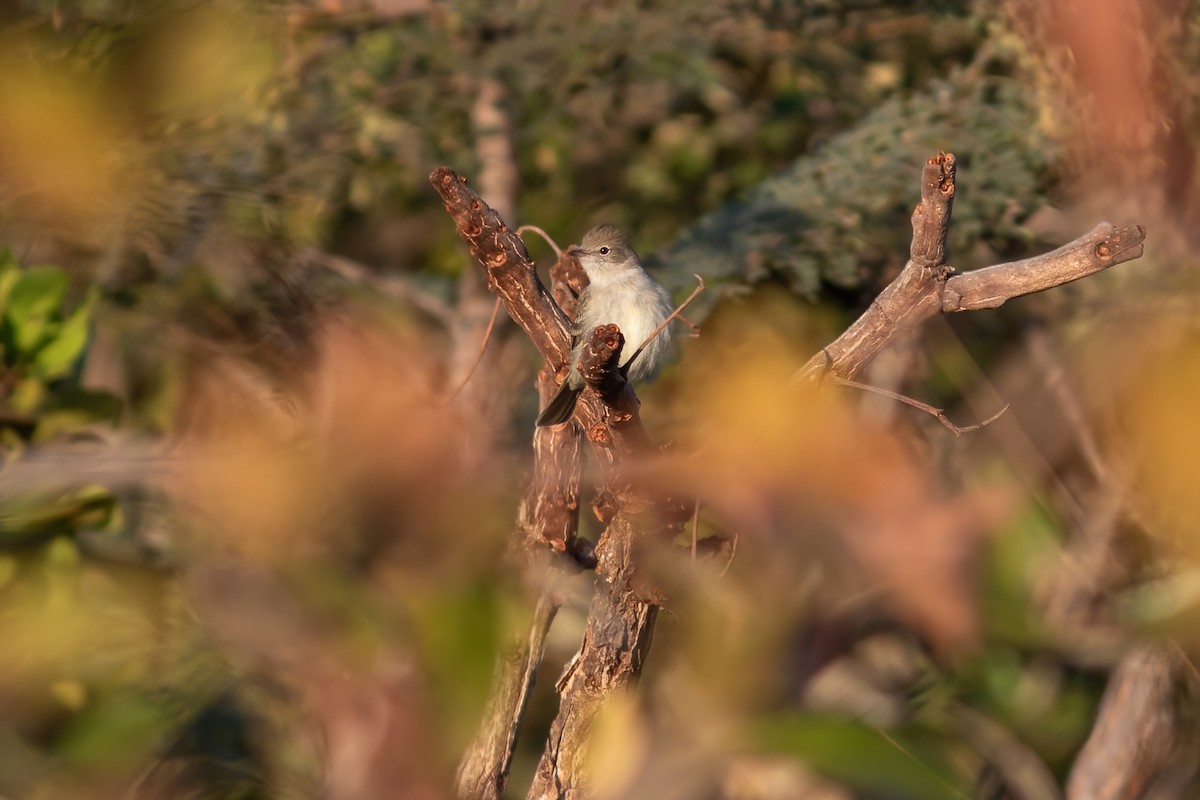 Lesser Elaenia - ML480990381