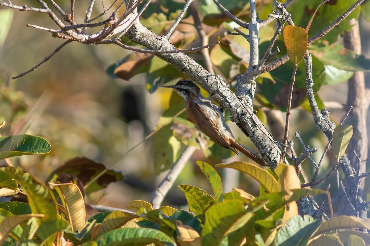 Narrow-billed Woodcreeper - John C Sullivan