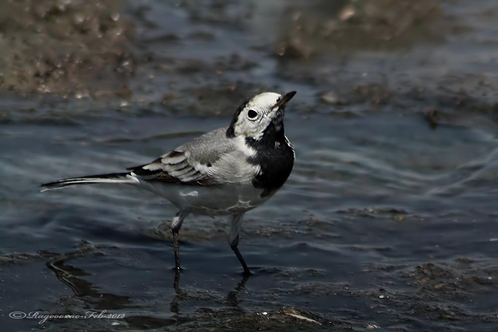 White Wagtail (White-faced) - Ragoo  Rao