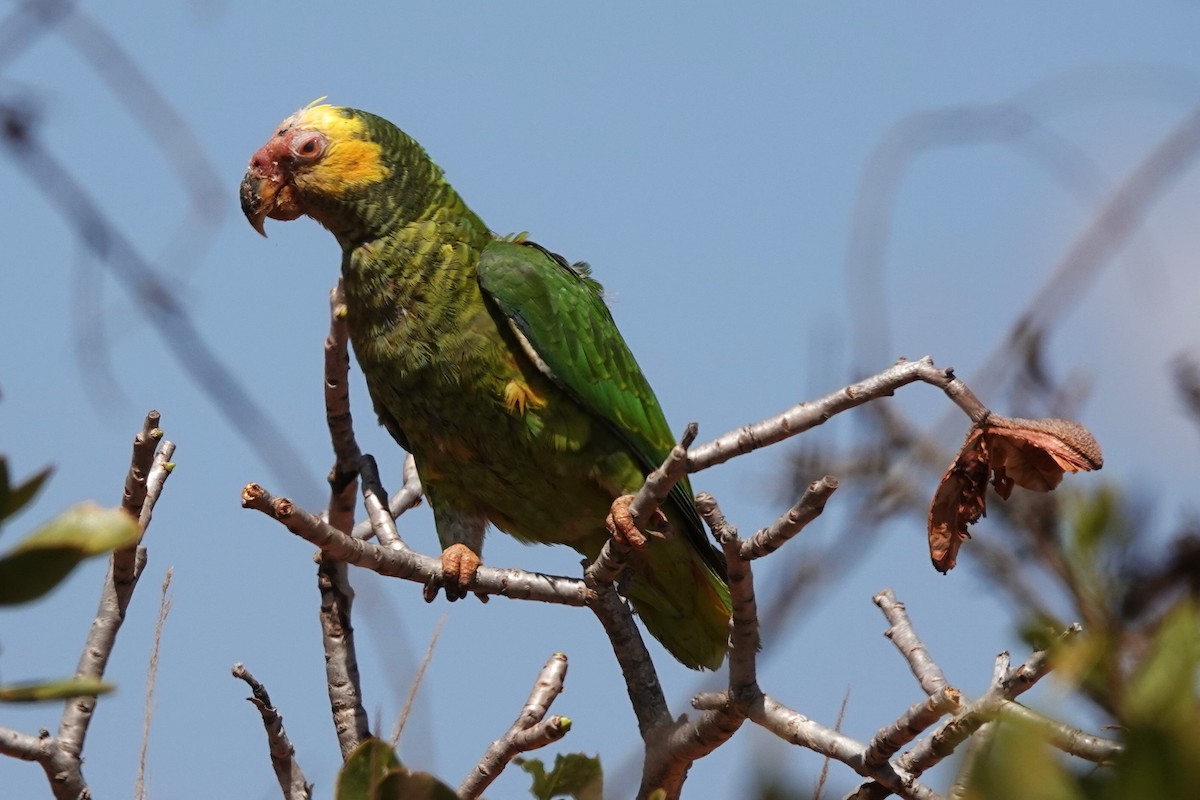 Yellow-faced Parrot - ML480991241