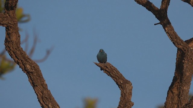 Blue Finch - ML480992291