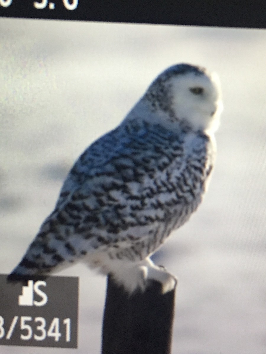 Snowy Owl - ML48099241