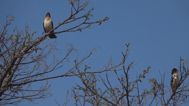 Tangara hirundinacé - ML480992571