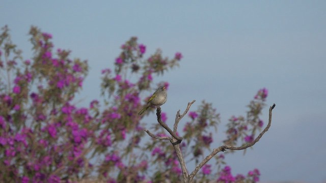 Great Pampa-Finch - ML480992651
